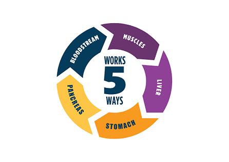 Circular diagram labeled 'WORKS 5 WAYS' in the center, with five segments representing BLOODSTREAM, MUSCLES, LIVER, STOMACH, and PANCREAS.